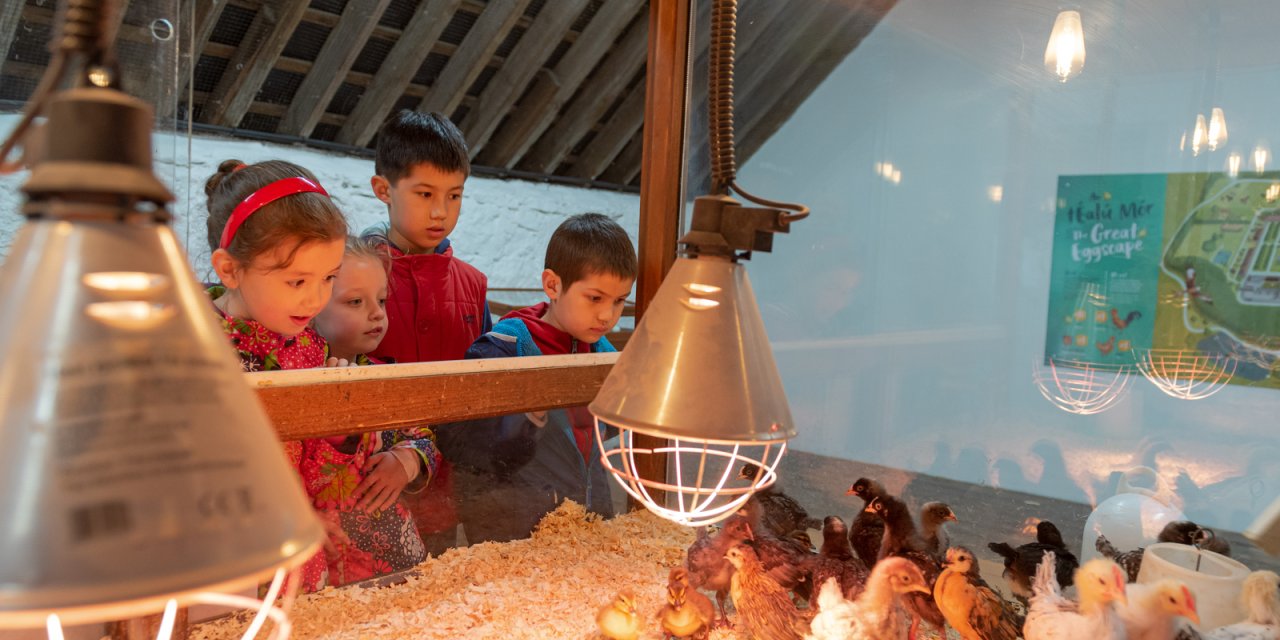 children looking at chicks in an incubator