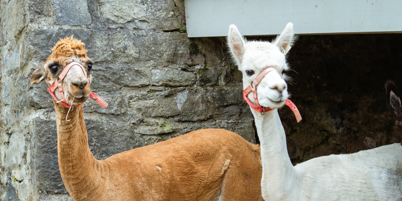 brown and white alpaca